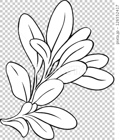 Sage Plant with Flowers and Leaves Outline Illustration 126552417