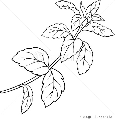 Stevia Branch Plant with Leaves Outline Illustration. Natural sweetener for health care, sugar substitute. Organic nutritional dietary supplement.  126552418