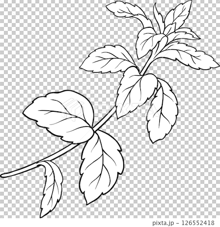 Stevia Branch Plant with Leaves Outline Illustration. Natural sweetener for health care, sugar substitute. Organic nutritional dietary supplement.  126552418