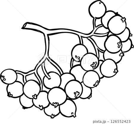 rowan branch isolated rowan branch isolated 126552423