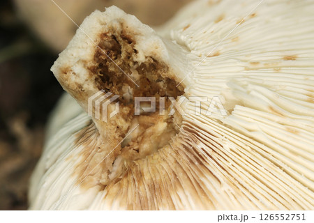 傷んだ感のベニタケ科カワリハツ茸の柄とヒダ部画像（自然環境下ストロボマクロ撮影） 126552751