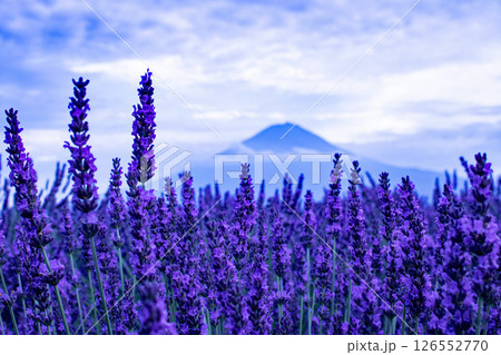 夕暮れの富士山とラベンダー畑の神秘的な景色 126552770