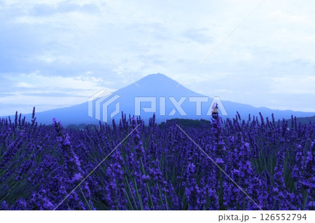 富士山の青いシルエットと満開のラベンダー畑 126552794