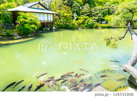 初夏の相楽園の風景　池越しに見る茶室・浣心亭2　兵庫県神戸市中央区 126552806