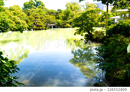 初夏の相楽園　池のある風景　兵庫県神戸市中央区 126552809