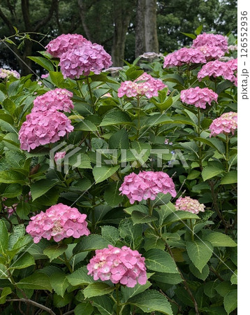 ピンク色の紫陽花 126552936