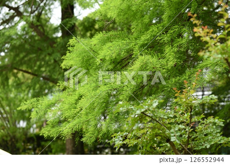 緑の葉を付けた樹木 緑の葉を付けた樹木 126552944