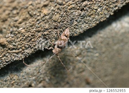 コンクリートの上を小さなトガリシロオビサビカミキリ虫（晴天下自然光マクロ撮影） 126552955