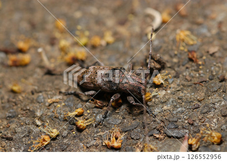 コンクリートの上を小さなトガリシロオビサビカミキリ虫（晴天下自然光マクロ撮影） 126552956