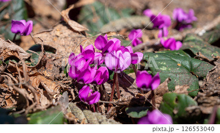春の日差しを浴びるガーデンシクラメン 春の日差しを浴びるガーデンシクラメン 126553040