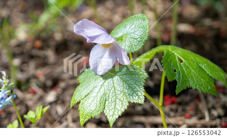 春の山野草「シラネアオイ」 春の山野草「シラネアオイ」 126553042