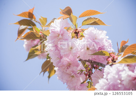 春の八重桜 春の八重桜 126553105