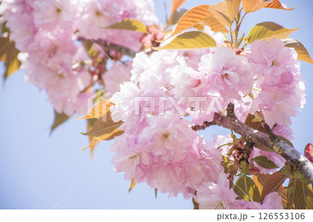 春の八重桜 126553106