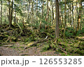 樹海 126553285