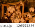 綿花 126553286