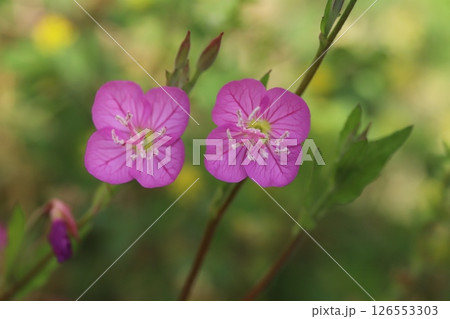 春の日端に咲くユウゲショウのピンク色の花 126553303