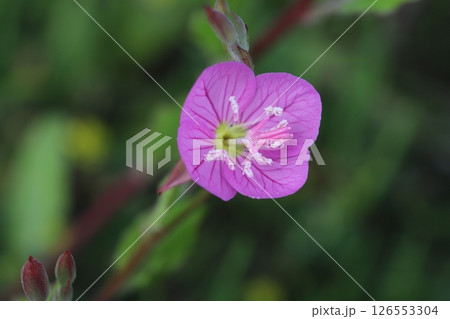 春の日端に咲くユウゲショウのピンク色の花 126553304