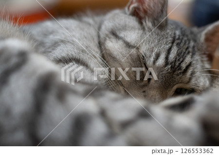 窓辺で眠る猫 サバトラ猫 窓辺で眠る猫 サバトラ猫 126553362