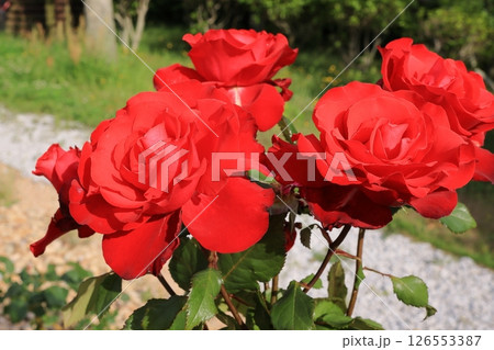 ときわ公園の赤薔薇 126553387