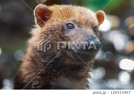Bush dog (Speothos venaticus) in nature. 126553467