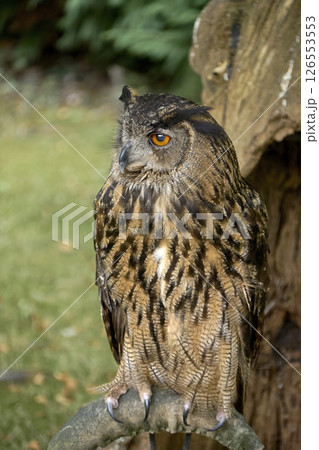 An owl perched on a perch waiting for game 126553553