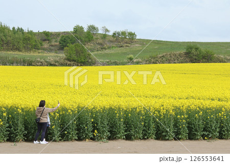 満開の菜の花畑　安平町菜の花さんぽ　菜の花圃場　道の駅あ満開の菜の花畑　安平町びらD51ステーション 126553641