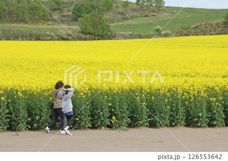満開の菜の花畑　安平町菜の花さんぽ　菜の花圃場　道の駅あびらD51ステーション 126553642