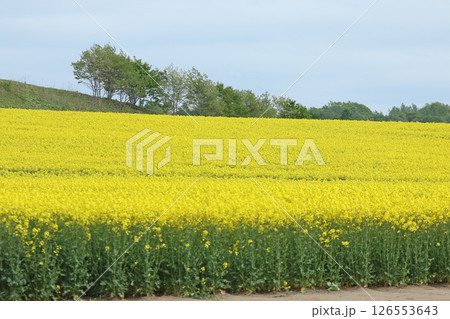 満開の菜の花畑　安平町菜の花さんぽ　菜の花圃場　道の駅あびらD51ステーション 126553643