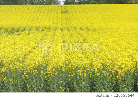 満開の菜の花畑　安平町菜の花さんぽ　菜の花圃場　道の駅あびらD51ステーション 126553644