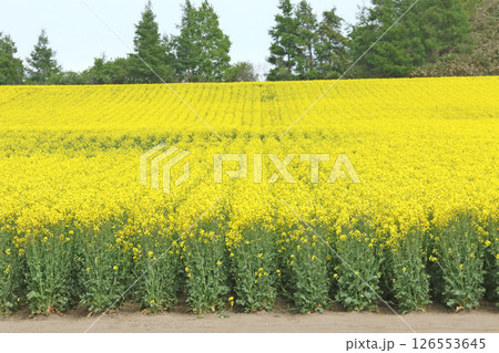 満開の菜の花畑　安平町菜の花さんぽ　菜の花圃場　道の駅あびらD51ステーション 126553645