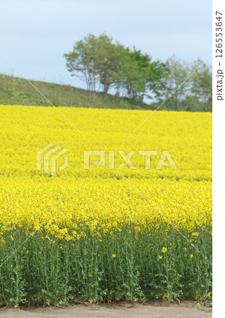 満開の菜の花畑 安平町菜の花さんぽ 菜の花圃場 道の駅あびらD51ステーション 満開の菜の花畑 安平町菜の花さんぽ 菜の花圃場 道の駅あびらD51ステーション 126553647