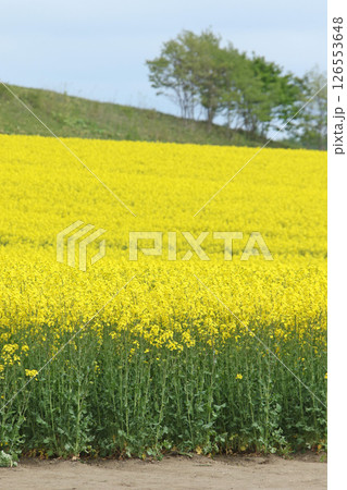 満開の菜の花畑　安平町菜の花さんぽ　菜の花圃場　道の駅あびらD51ステーション 126553648