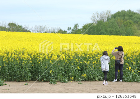満開の菜の花畑　安平町菜の花さんぽ　菜の花圃場　道の駅あびらD51ステーション 126553649