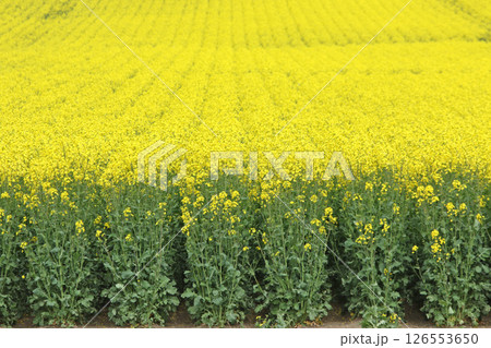 満開の菜の花畑 安平町菜の花さんぽ 菜の花圃場 道の駅あびらD51ステーション 満開の菜の花畑 安平町菜の花さんぽ 菜の花圃場 道の駅あびらD51ステーション 126553650