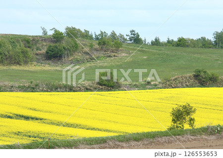 満開の菜の花畑　安平町菜の花さんぽ　菜の花圃場　道の駅あびらD51ステーション 126553653