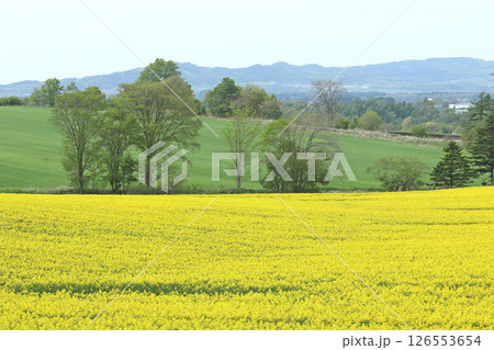 満開の菜の花畑　安平町菜の花さんぽ　菜の花圃場　道の駅あびらD51ステーション 126553654