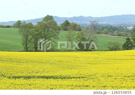 満開の菜の花畑　安平町菜の花さんぽ　菜の花圃場　道の駅あびらD51ステーション 126553655