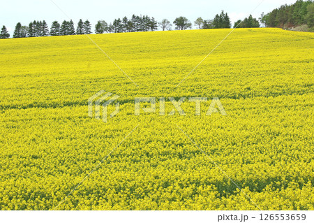 満開の菜の花畑　安平町菜の花さんぽ　菜の花圃場　道の駅あびらD51ステーション 126553659