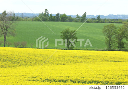 満開の菜の花畑　安平町菜の花さんぽ　菜の花圃場　道の駅あびらD51ステーション 126553662