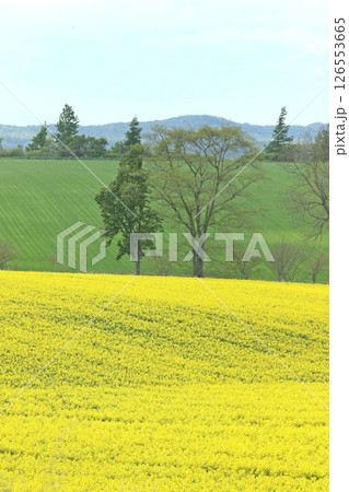 満開の菜の花畑　安平町菜の花さんぽ　菜の花圃場　道の駅あびらD51ステーション 126553665