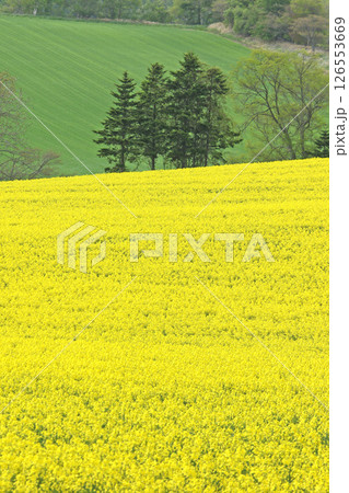 満開の菜の花畑　安平町菜の花さんぽ　菜の花圃場　道の駅あびらD51ステーション 126553669