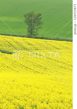 満開の菜の花畑　安平町菜の花さんぽ　菜の花圃場　道の駅あびらD51ステーション 126553671