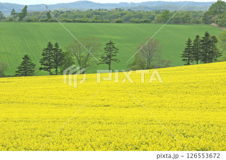 満開の菜の花畑　安平町菜の花さんぽ　菜の花圃場　道の駅あびらD51ステーション 126553672