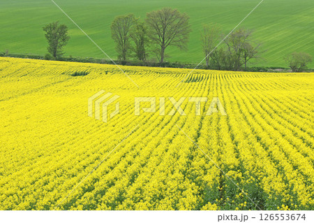 満開の菜の花畑　安平町菜の花さんぽ　菜の花圃場　道の駅あびらD51ステーション 126553674