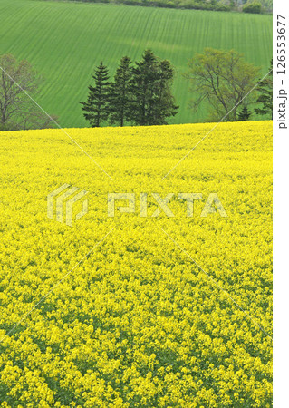 満開の菜の花畑　安平町菜の花さんぽ　菜の花圃場　道の駅あびらD51ステーション 126553677