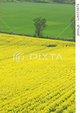 満開の菜の花畑 安平町菜の花さんぽ 菜の花圃場 道の駅あびらD51ステーション 満開の菜の花畑 安平町菜の花さんぽ 菜の花圃場 道の駅あびらD51ステーション 126553678