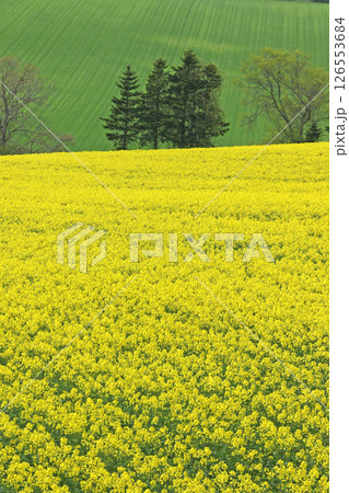 満開の菜の花畑　安平町菜の花さんぽ　菜の花圃場　道の駅あびらD51ステーション 126553684