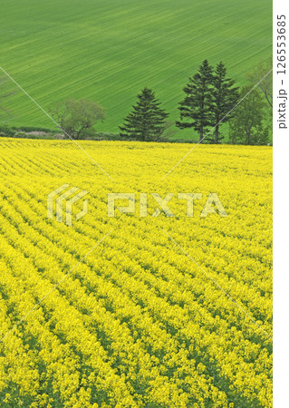 満開の菜の花畑　安平町菜の花さんぽ　菜の花圃場　道の駅あびらD51ステーション 126553685