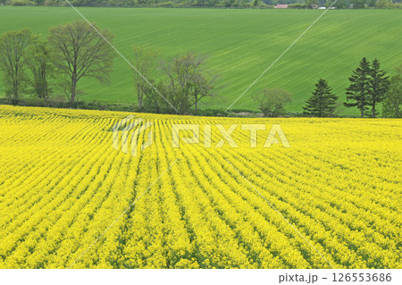 満開の菜の花畑　安平町菜の花さんぽ　菜の花圃場　道の駅あびらD51ステーション 126553686