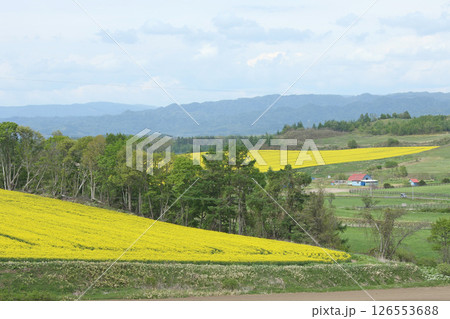 満開の菜の花畑 安平町菜の花さんぽ 菜の花圃場 道の駅あびらD51ステーション 満開の菜の花畑 安平町菜の花さんぽ 菜の花圃場 道の駅あびらD51ステーション 126553688